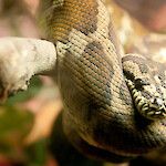 Eksoottisten käärmeiden puremat ovat matkailijoilla harvinaisia