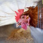 Evira: Siipikarja suojaan lintuinfluenssalta