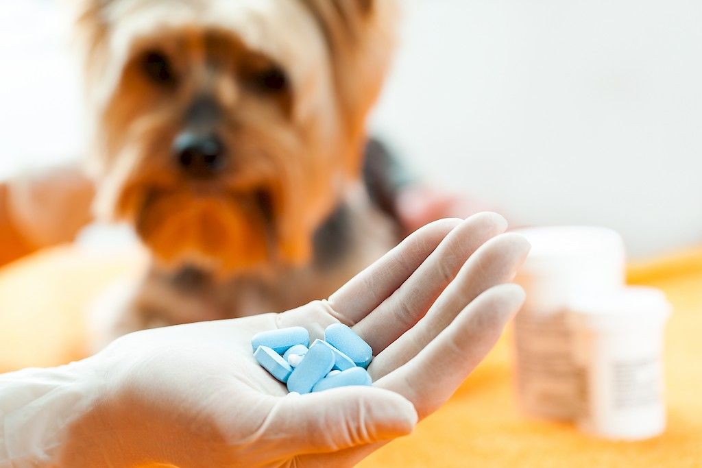 Antibioottien käyttöä lemmikeillä vähennettävä