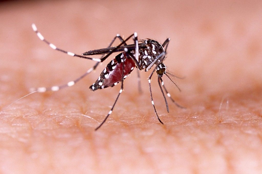 Zikavirustartunnan riski on pieni Euroopassa