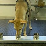 Koiran hajuaistista apu koronavirustartunnan tunnistamiseen