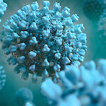 THL: Koronaviruksen vasta-aineet säilyvät ainakin neljä kuukautta