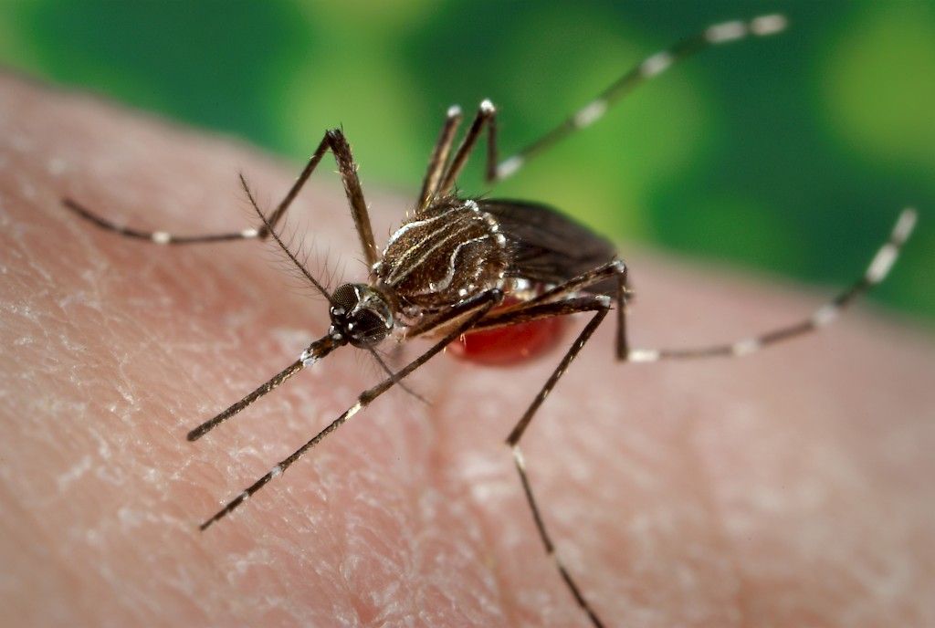 Madeiran dengue-epidemia on poikkeuksellinen