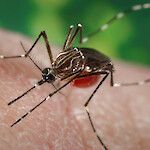 Madeiran dengue-epidemia on poikkeuksellinen