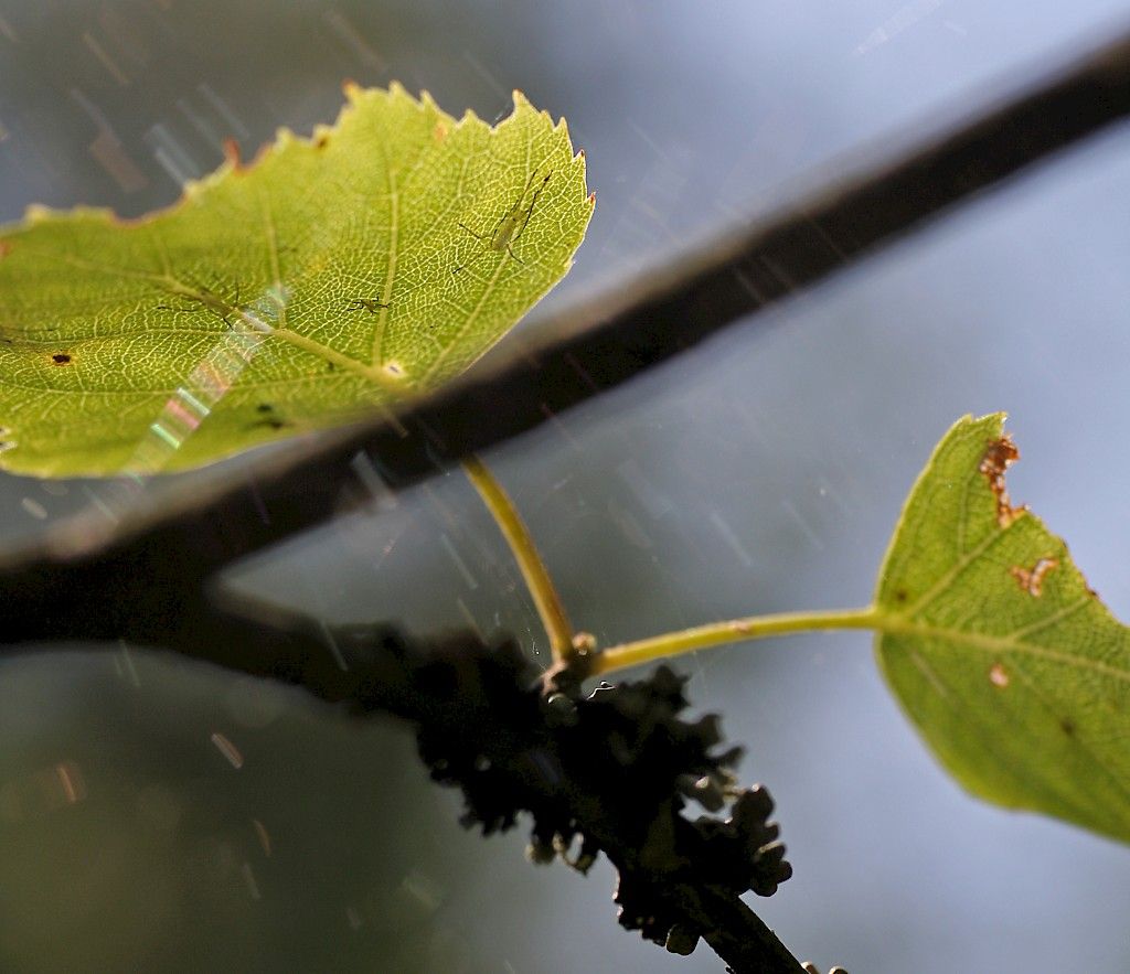 Kysy allergiasta – lääkäri vastaa