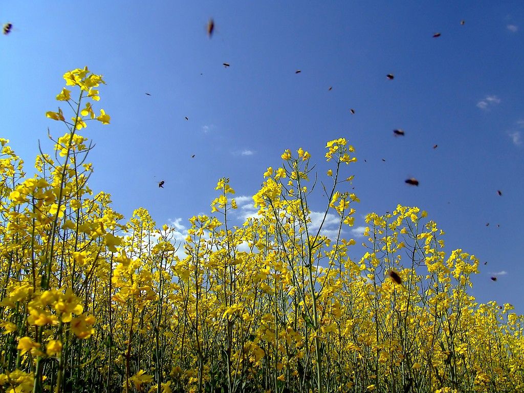 Allergiakysymys: Miten ampiaisenmyrkkyallergiaa siedätetään?