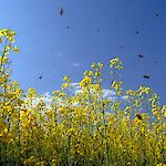 Allergiakysymys: Miten ampiaisenmyrkkyallergiaa siedätetään?