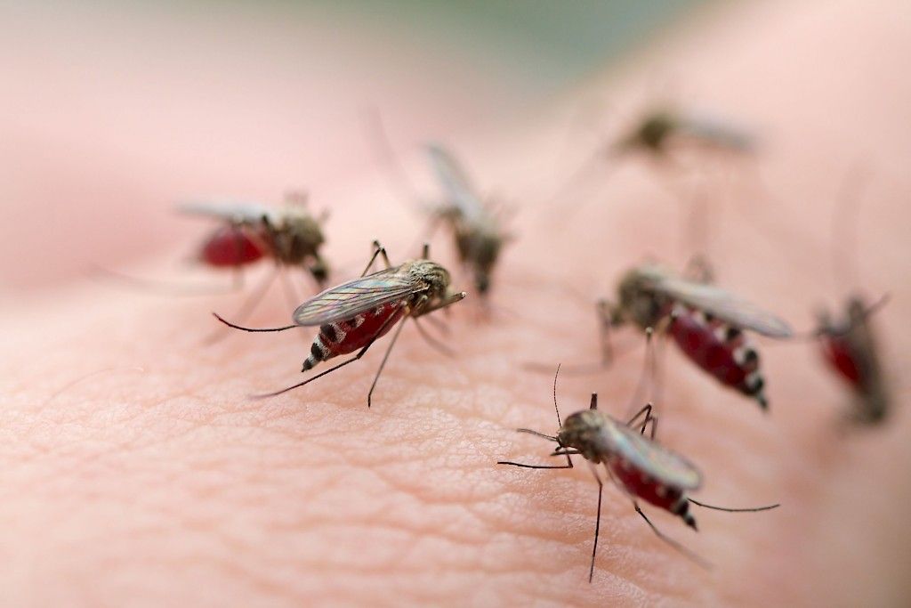 Malarian estolääke voi aiheuttaa pysyviä sivuvaikutuksia