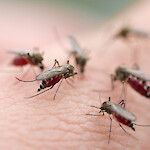 Malarian estolääke voi aiheuttaa pysyviä sivuvaikutuksia