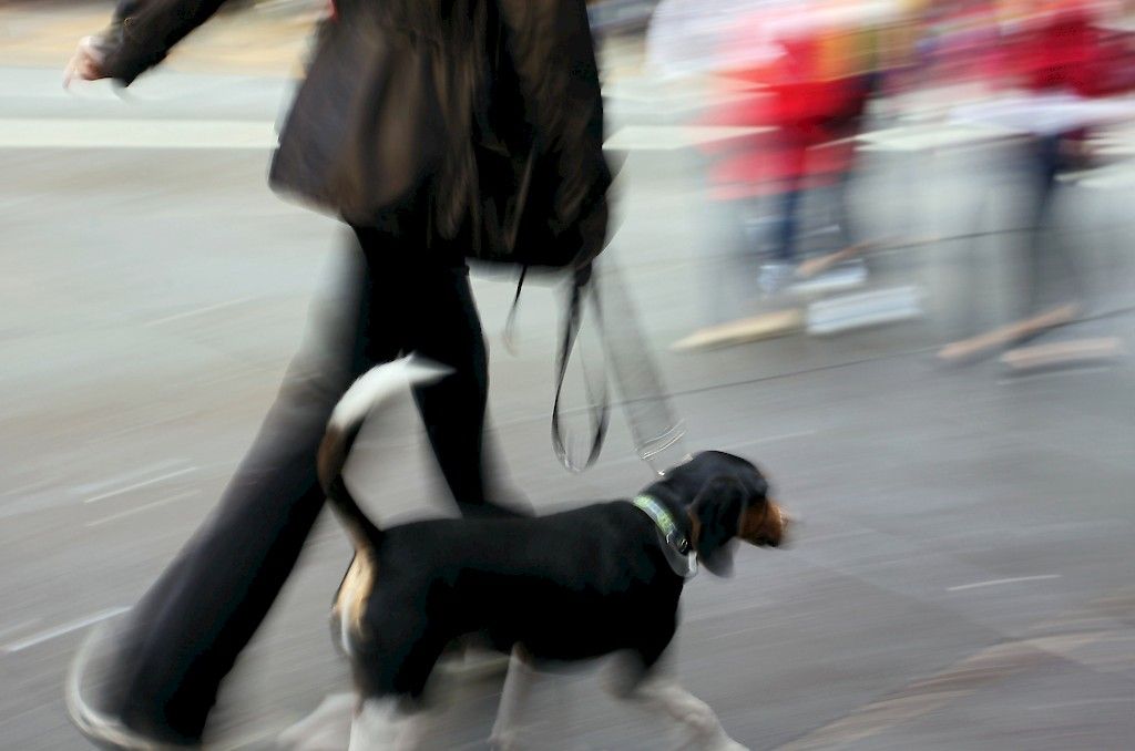 Väitös: Koiran mahalaukun helikobakteeri voi tarttua ihmiseen
