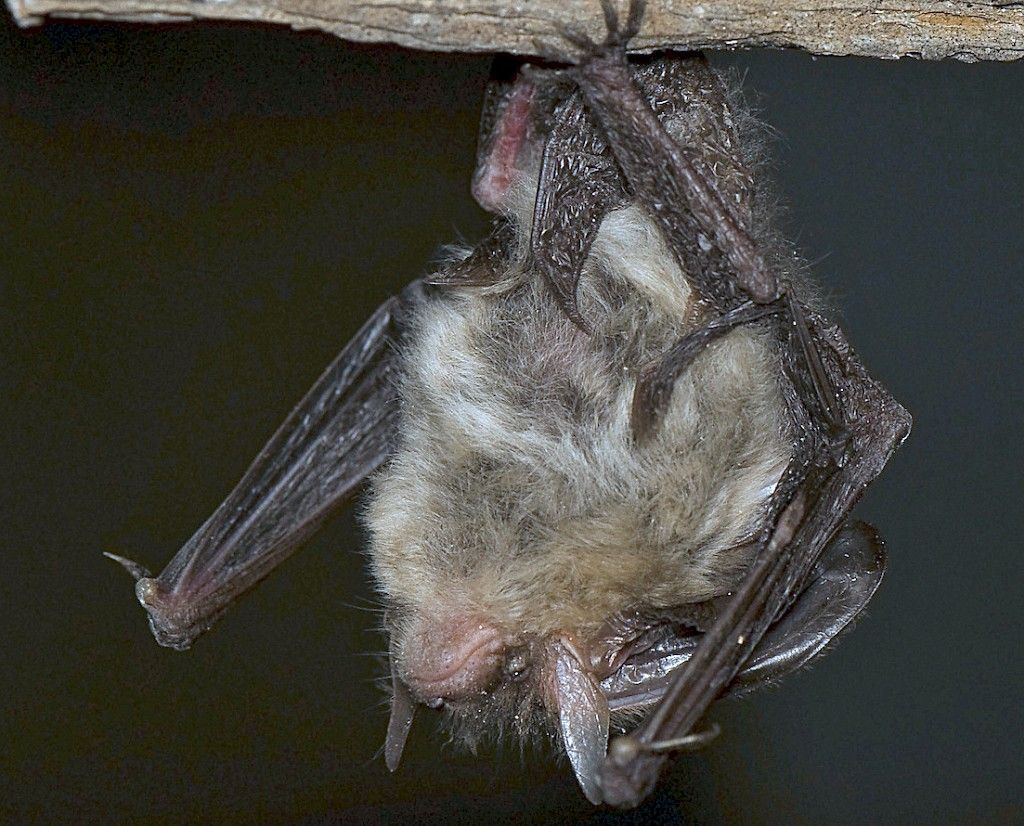 Riski saada rabiestartunta lepakosta on erittäin pieni