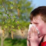 Allergiarokotetta  täytyy vielä odottaa