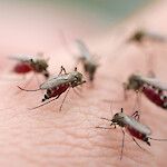 Malarialoinen piileskelee luuytimessä