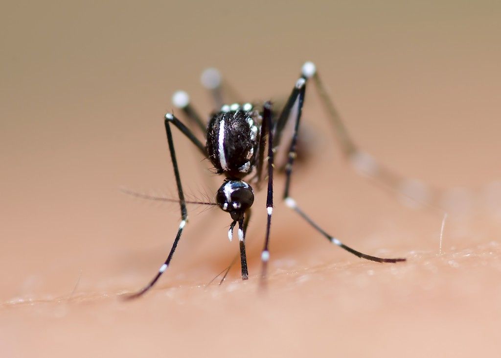 Uusi rokote denguekuumetta vastaan