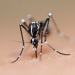 Uusi rokote denguekuumetta vastaan