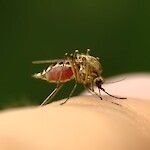 Lasten malariarokotteesta lupaavia tuloksia
