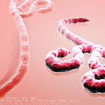 Kokeellista Ebola-rokotetta Länsi-Afrikkaan