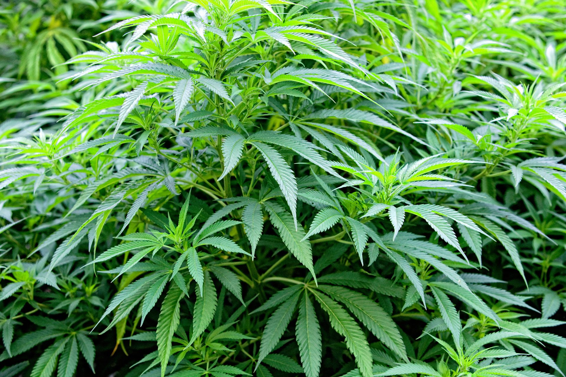 Kannabis Lailliseksi Suomessa 2021