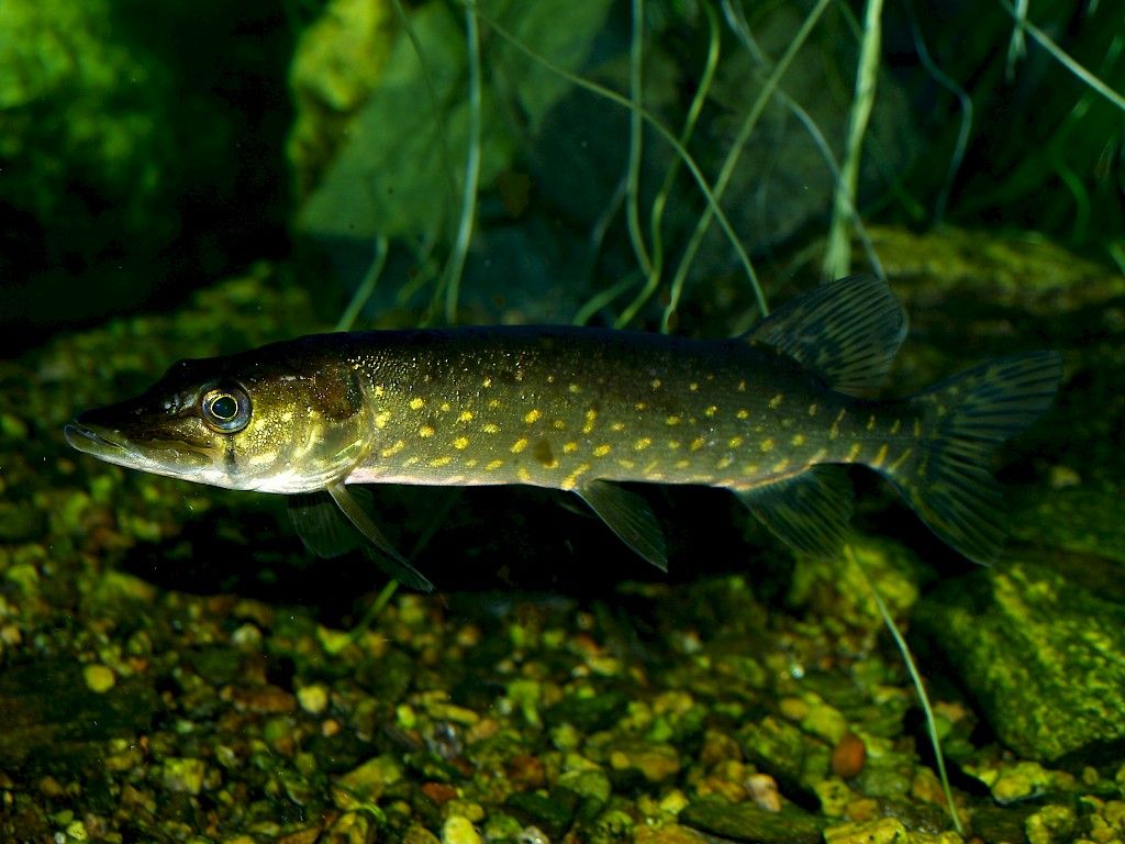 Kipugeelien ainesosa häiritsee kalojen vuorokausirytmiä