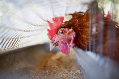 Evira: Siipikarja suojaan lintuinfluenssalta