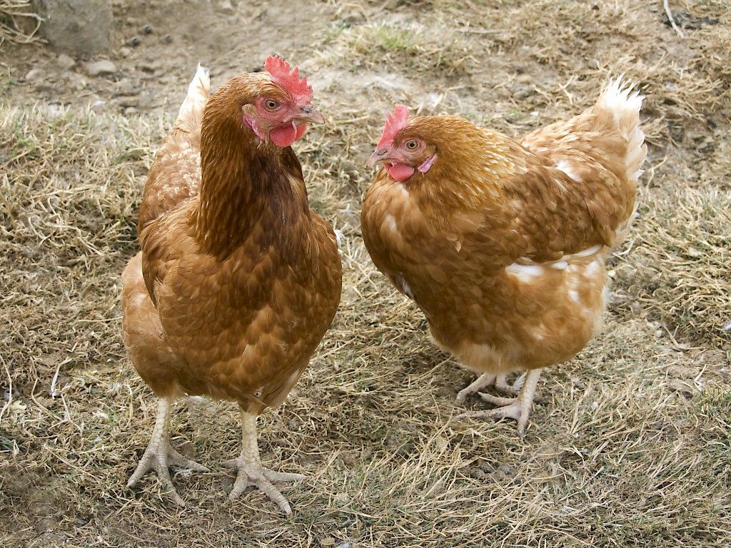 Kananmunassa lintuinfluenssaviruksen kasvua estävä ominaisuus