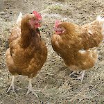 Kananmunassa lintuinfluenssaviruksen kasvua estävä ominaisuus