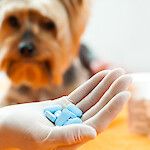 Antibioottien käyttöä lemmikeillä vähennettävä