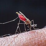 Tutkijat iskevät malariaa aiheuttavan alkueläimen heikkoon kohtaan