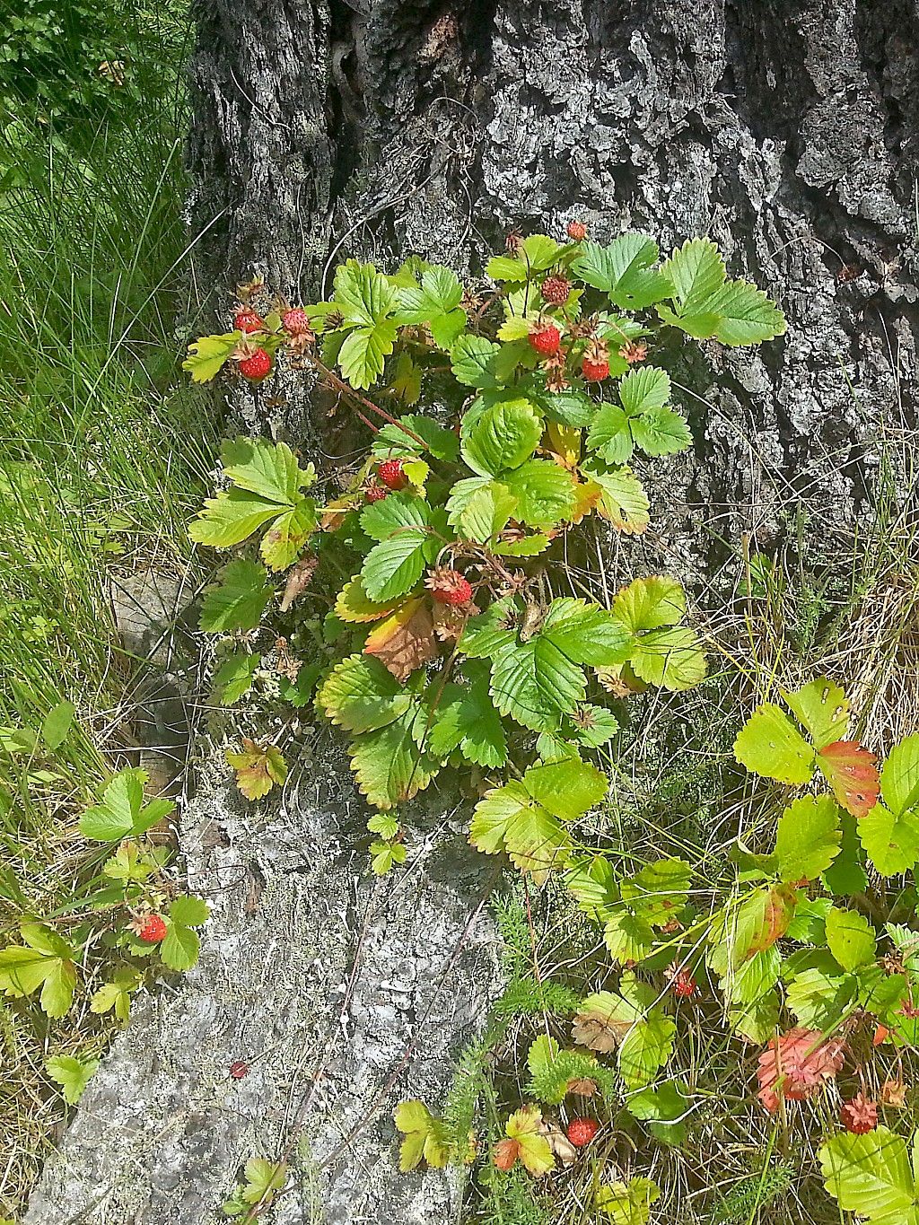 Päivän kuva: Sano heti jos minä häiritsen