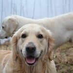 Väitös: Onkolyyttiset virukset lupaavia koirien syöpien hoidossa