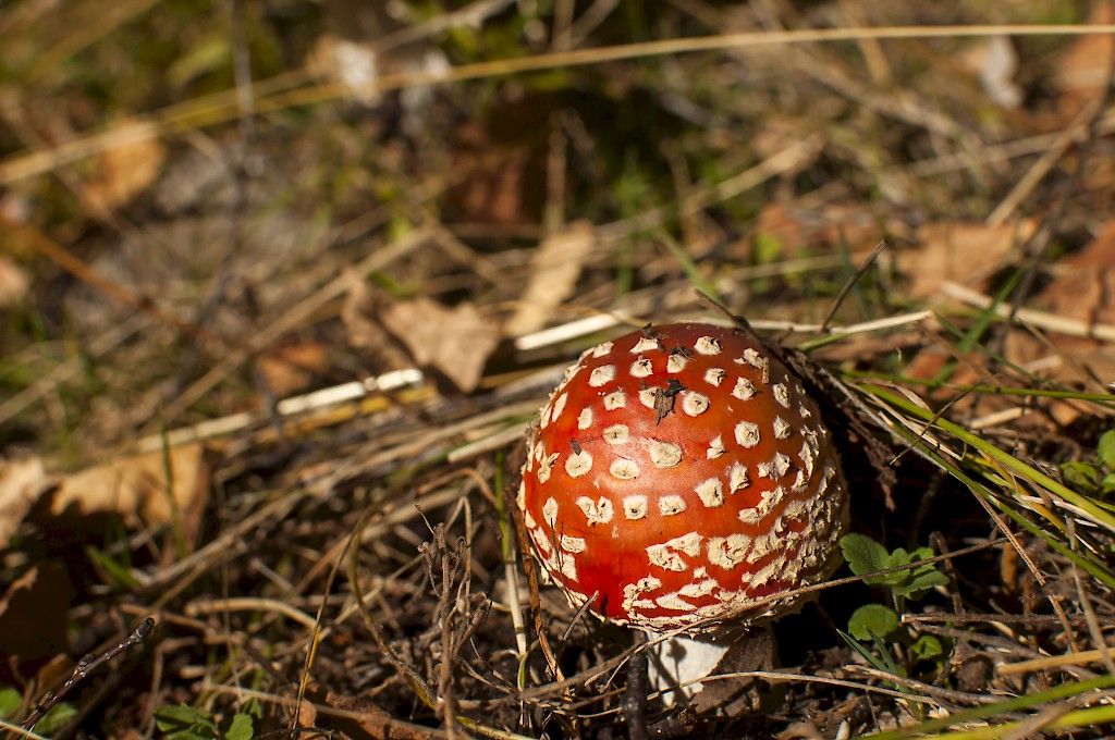Sienen tunnistaminen auttaa sienimyrkytyksen hoidossa