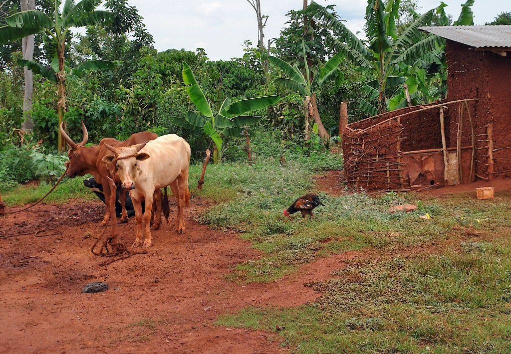 Afrikkalainen unitauti väheni Ugandassa