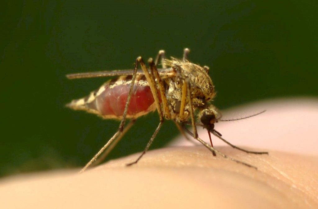Zikavirusinfektion mahdollisuus muistettava myös Suomessa – tauti leviää Etelä- ja Väli-Amerikassa