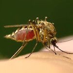 Zikavirusinfektion mahdollisuus muistettava myös Suomessa – tauti leviää Etelä- ja Väli-Amerikassa