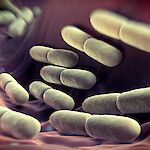 Probiootit ja suunterveys – lisää tutkimusnäyttöä kaivataan