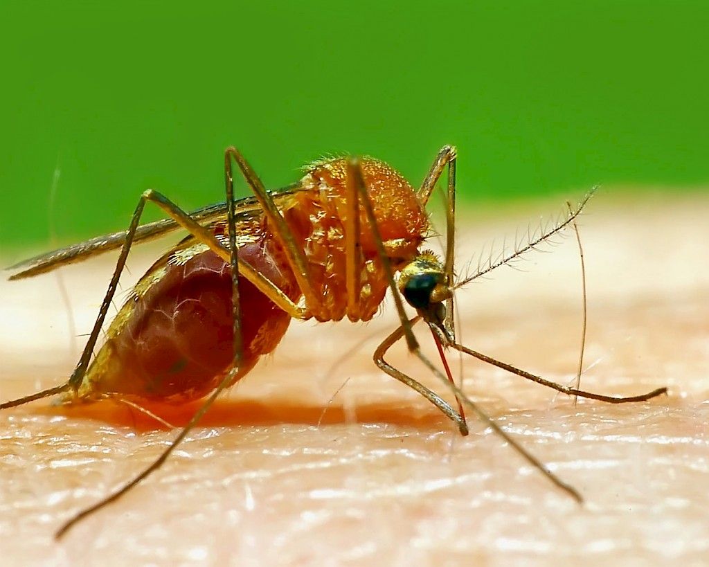 Zikavirus varmistumassa sikiön pienipäisyyden aiheuttajaksi