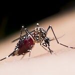 Malarian ehkäisy on edistynyt Afrikassa
