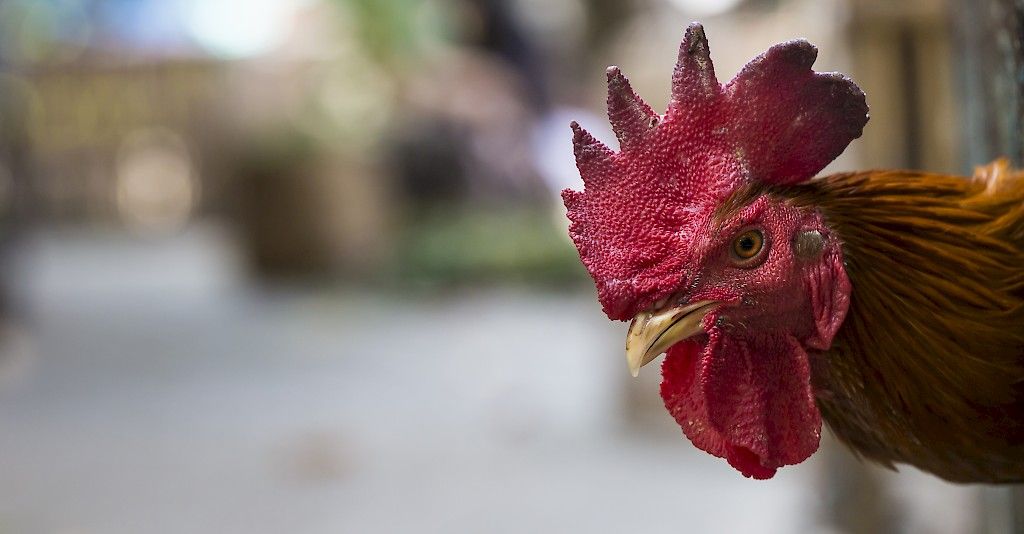 Uhkaako H5N8-lintuinfluenssa ihmistä?
