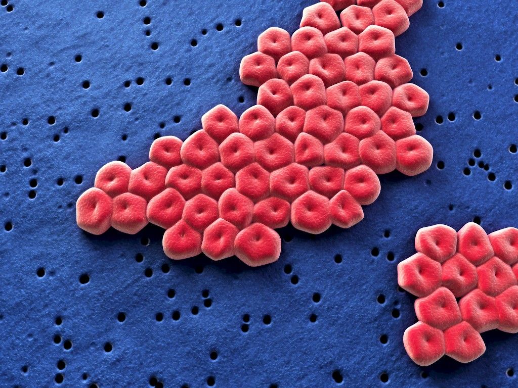 WHO kutsuu tutkijoita apuun superbakteerien nujertamiseksi