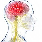 Aivoverenkiertohäiriöt ovat yleistymässä alle 50-vuotiailla