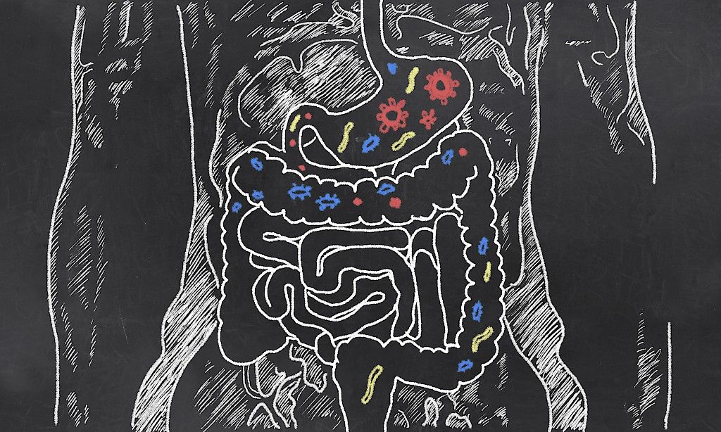 Suolistobakteerit voivat suojata diabetekselta