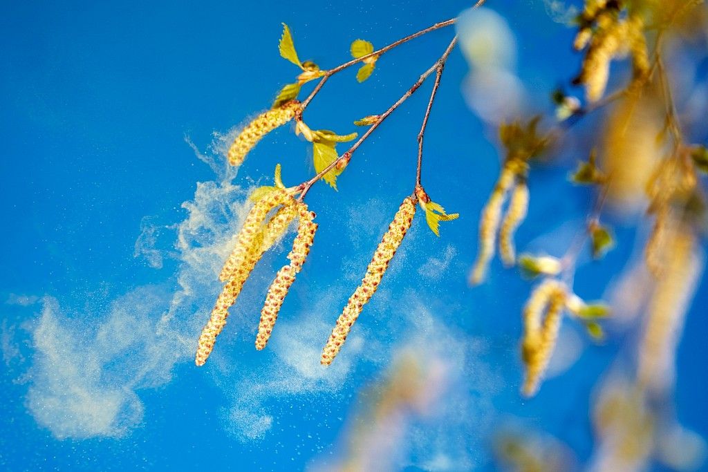 Allergiaoireet kuriin omahoidon ohjeiden avulla