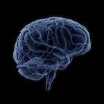 Aivojen koko selittää pituuden ja kognitiivisen kyvykkyyden yhteyttä