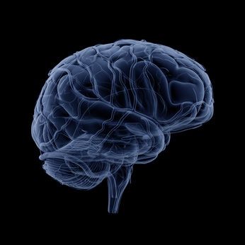 Aivojen koko selittää pituuden ja kognitiivisen kyvykkyyden yhteyttä