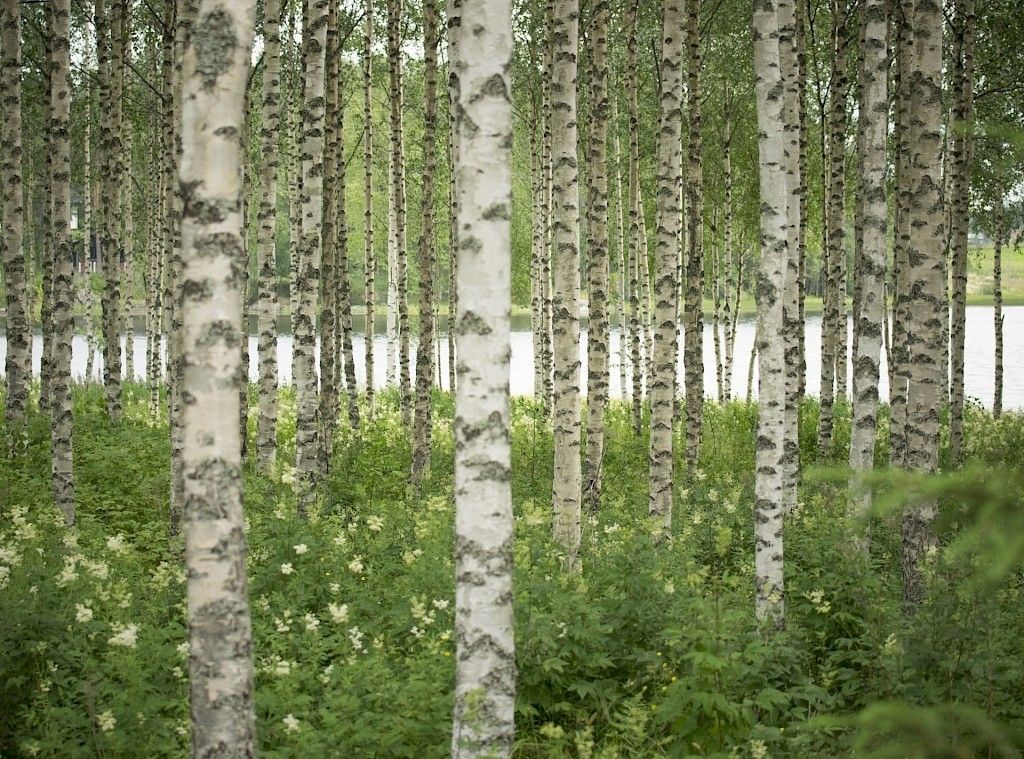 Potilaan Lääkärilehti jää kesätauolle