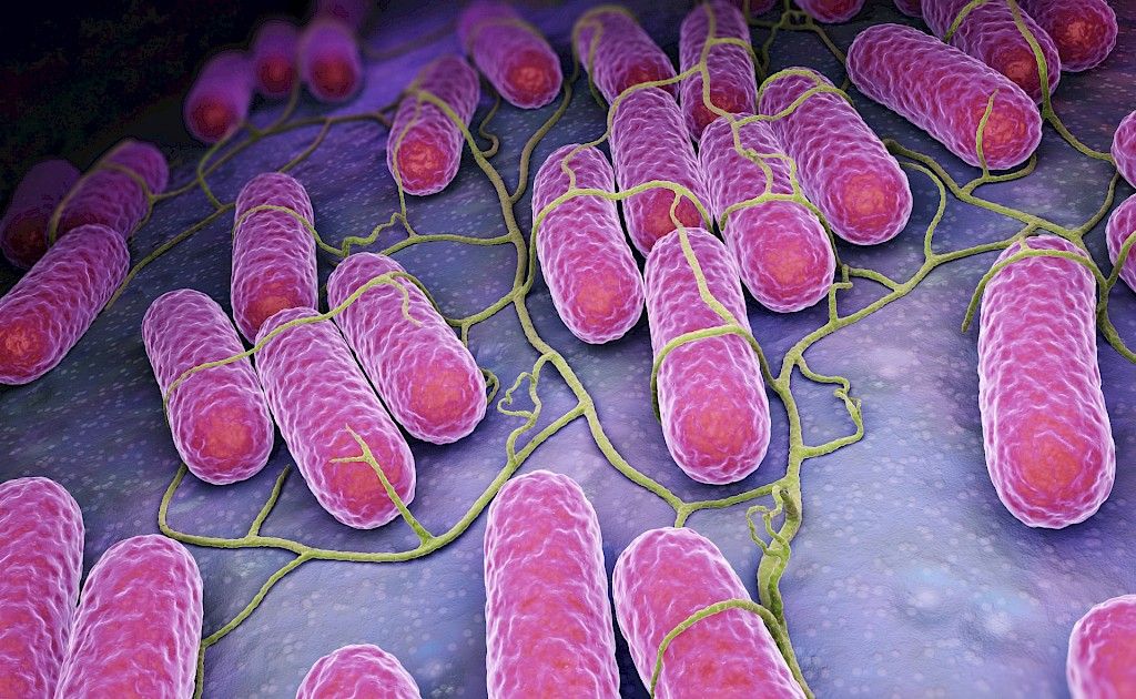 Salmonella Agona -tartunnoilla Euroopassa ehkä yhteinen lähde