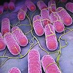 Salmonella Agona -tartunnoilla Euroopassa ehkä yhteinen lähde