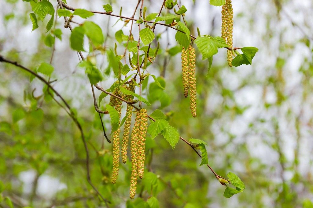 Allergikoille tiedossa hankala vuosi, koivun ennustetaan kukkivan voimakkaasti