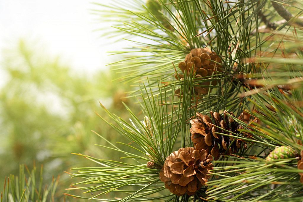 Männystä löytyi tulehdusta ehkäiseviä yhdisteitä