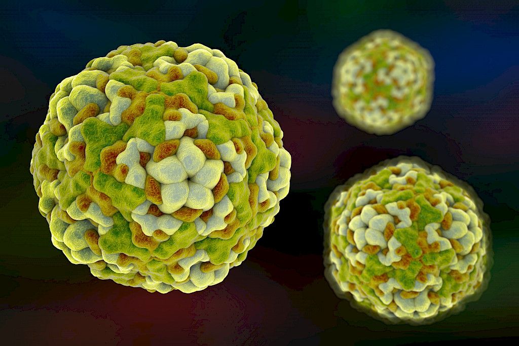Krooninen enterovirusinfektio muokkaa haiman solujen toimintaa
